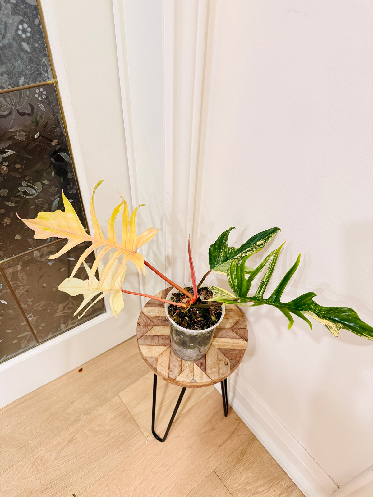 Philodendron Florida Beauty x Tortum