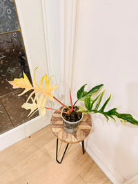Philodendron Florida Beauty x Tortum