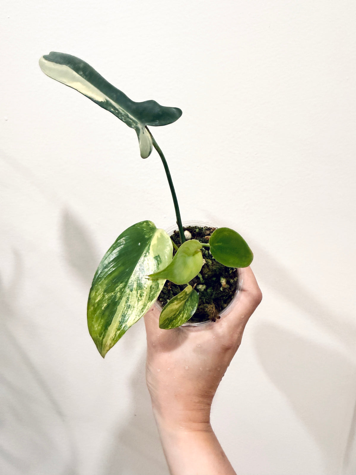 Philodendron Longilobatum Lelano Miyano Variegated