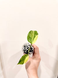 Monstera Electrolyte