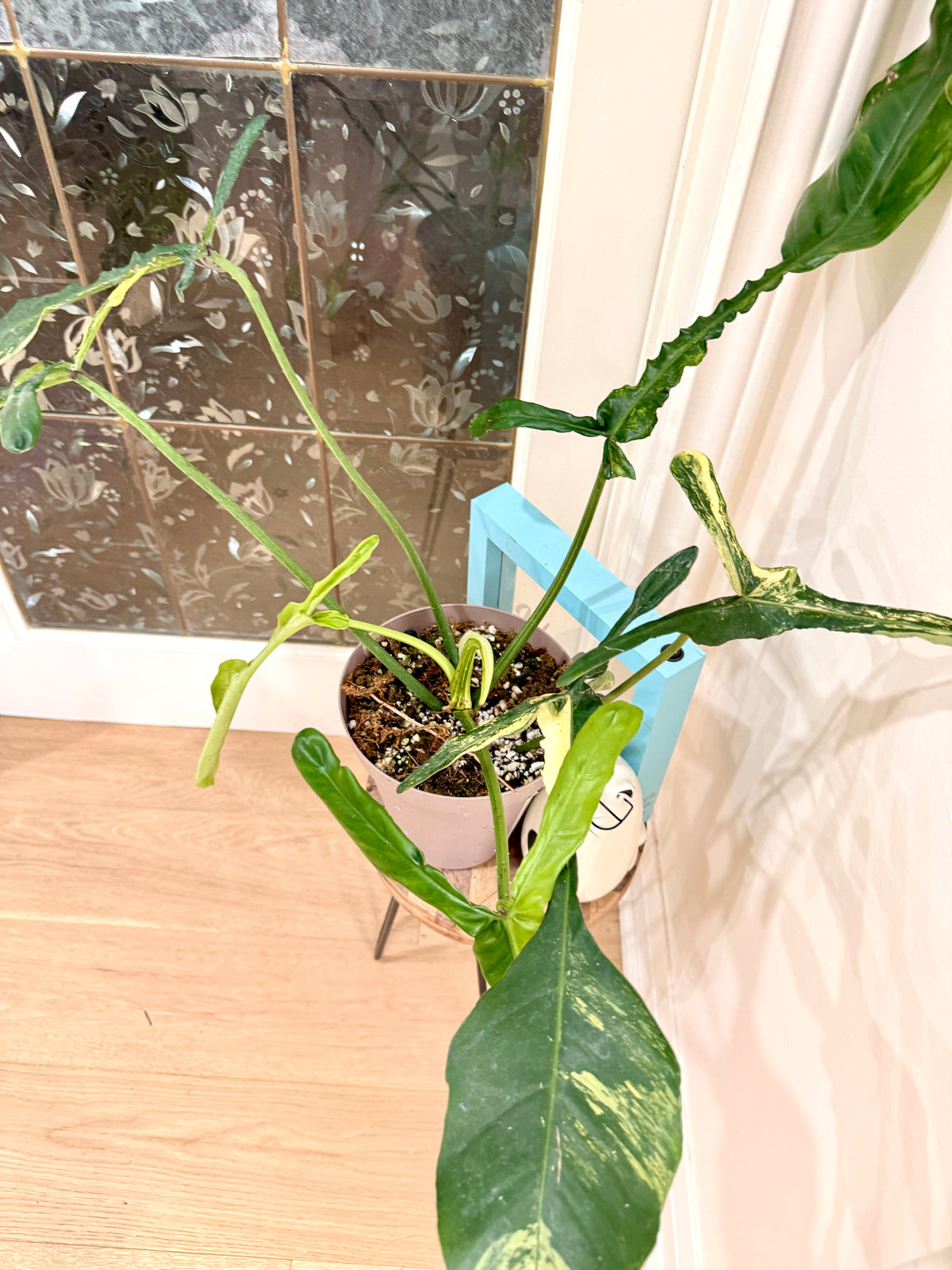 Philodendron Joepii Variegated XL