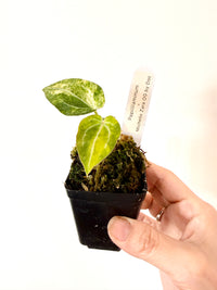 ANTHURIUM PAP X MICHELLE ZARA
