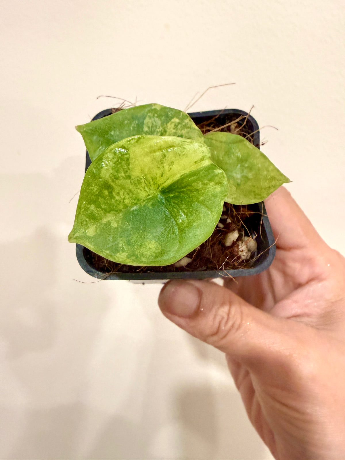 Alocasia Nebula Aurea Variegated
