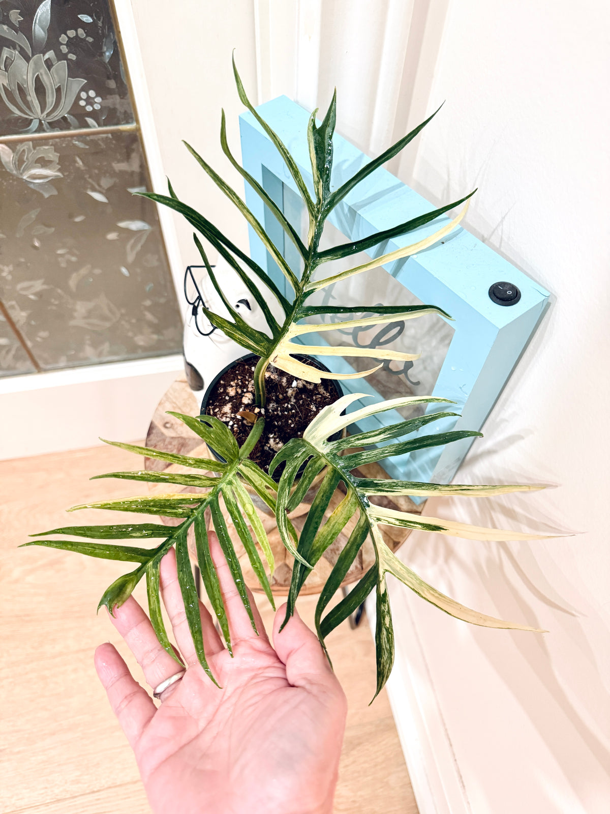 Philodendron Tortum Variegated