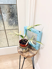 PHILODENDRON FLORIDA BEAUTY × POLYPODIOIDES VARIEGATED