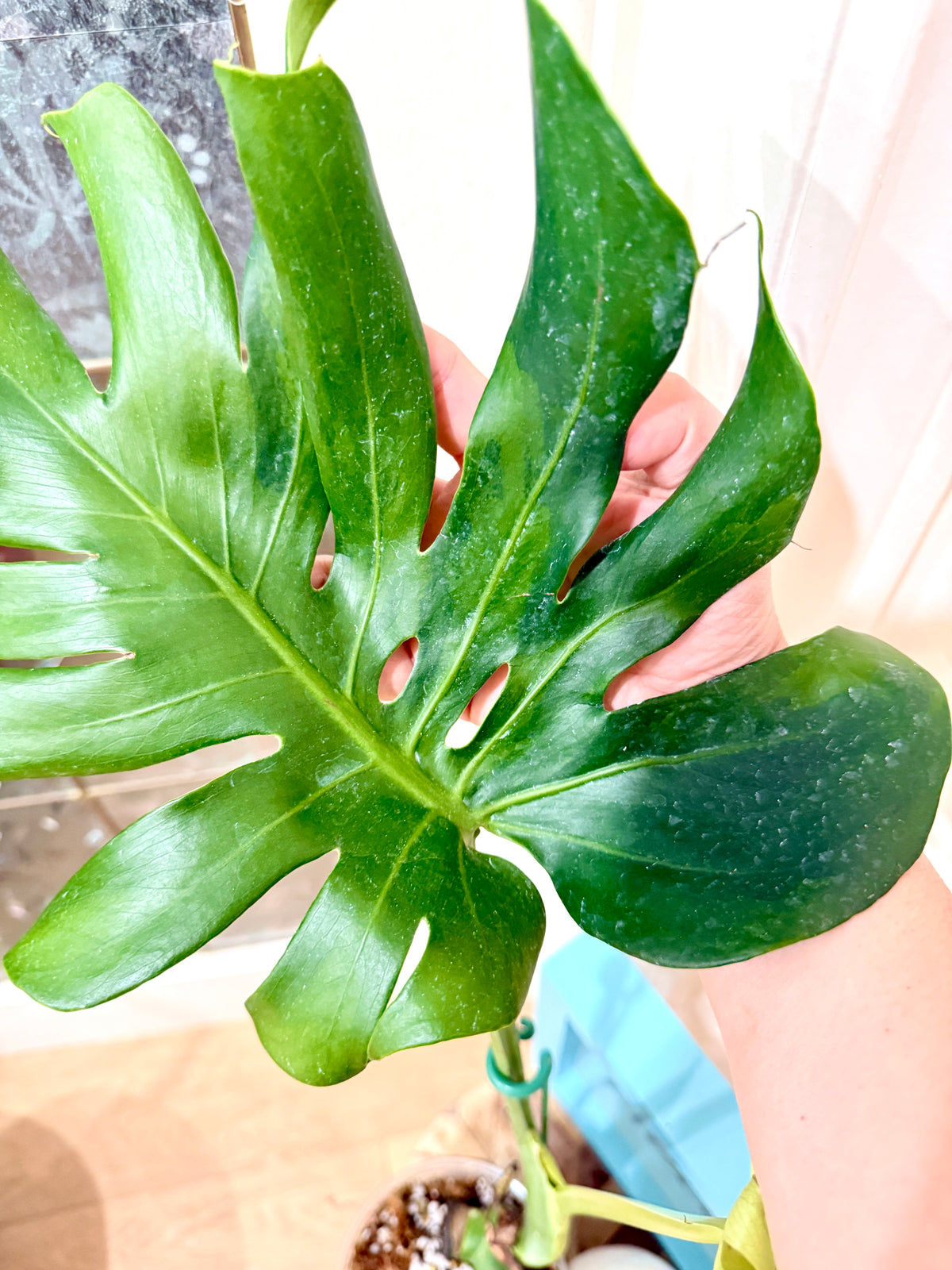 Monstera Ocean Green Mint