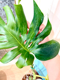 Monstera Ocean Green Mint