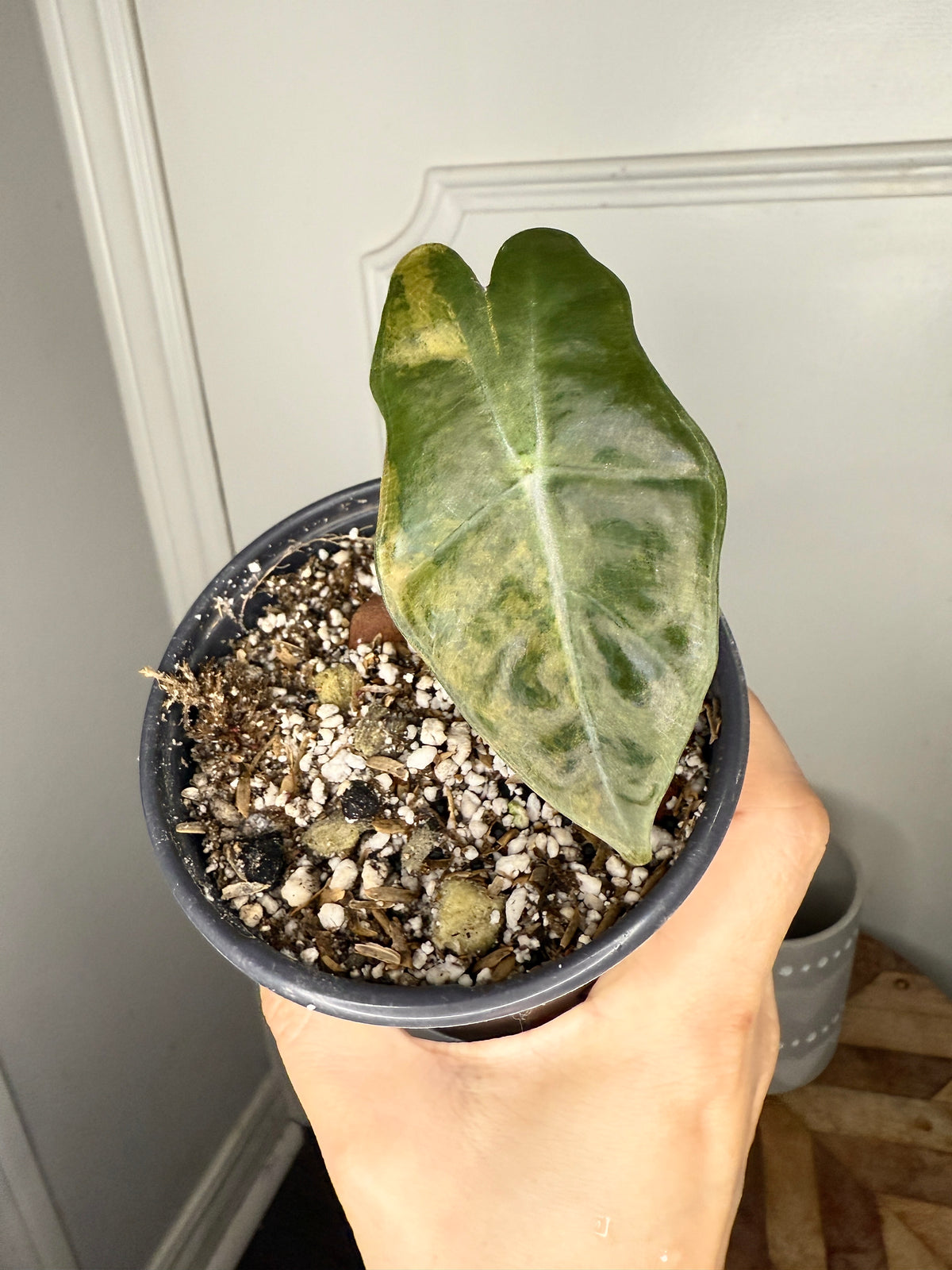 Alocasia Pseudo Aurea (frorm Corm)