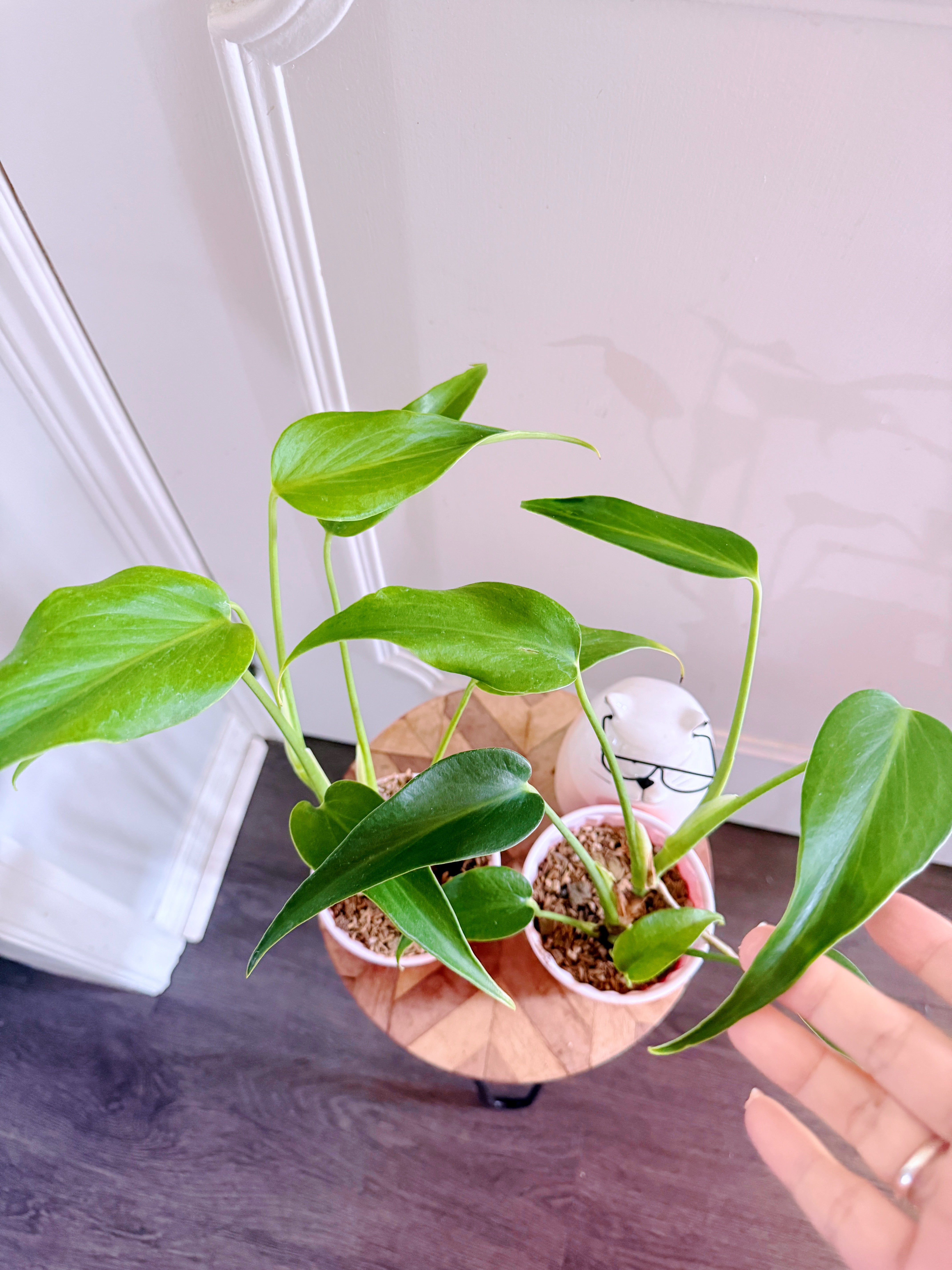 Monstera Burle Marx Flame – Rare Tropical Plants Canada