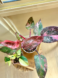 Pink Princess Galaxy & Tetrasperma Albo