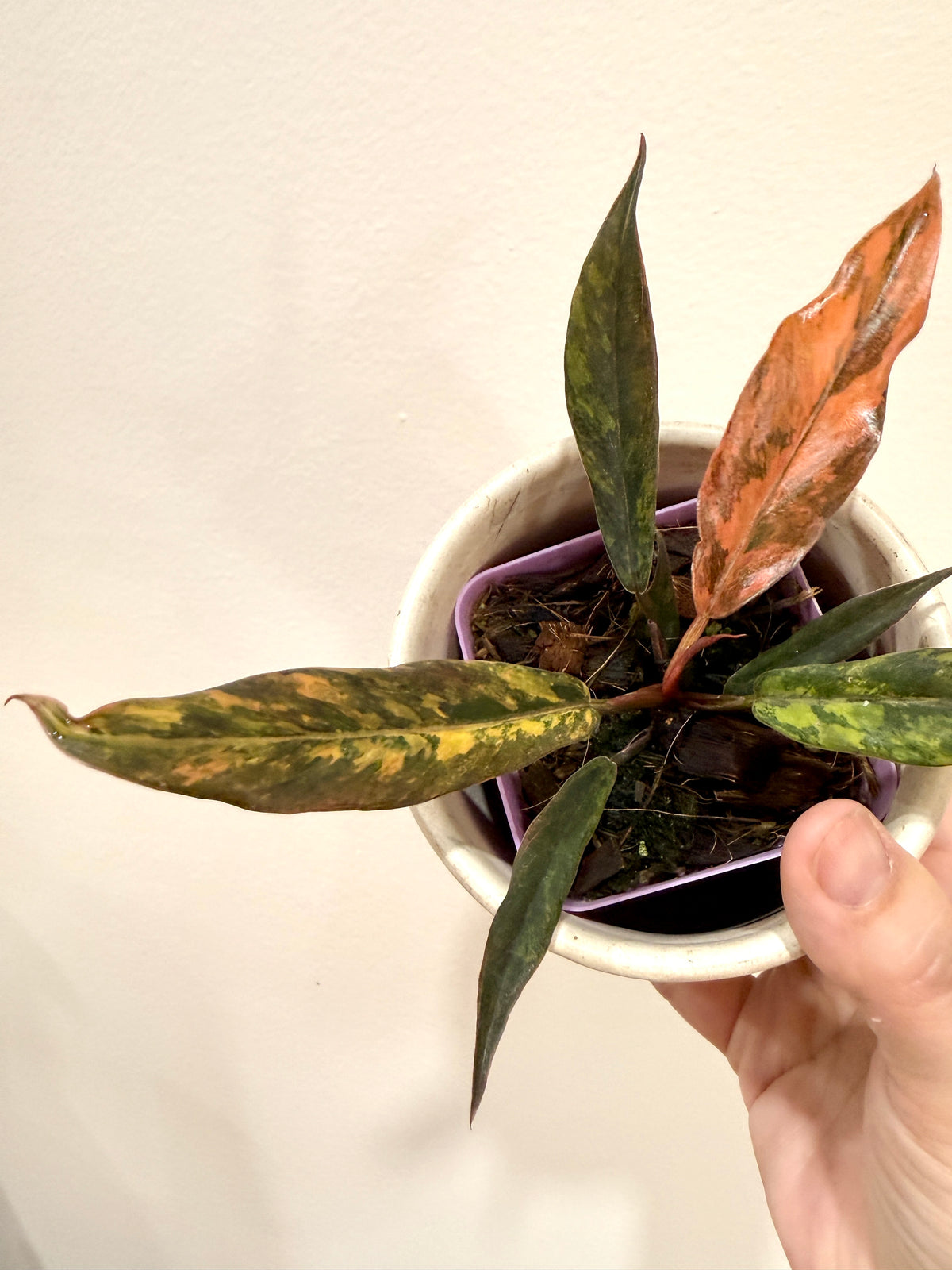 Philodendron Caramel Fire Tiger