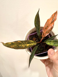 Philodendron Caramel Fire Tiger