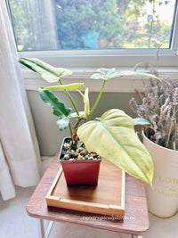 Philodendron Golden Dragon Mint