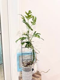 Rhaphidophora Tetrasperma Albo