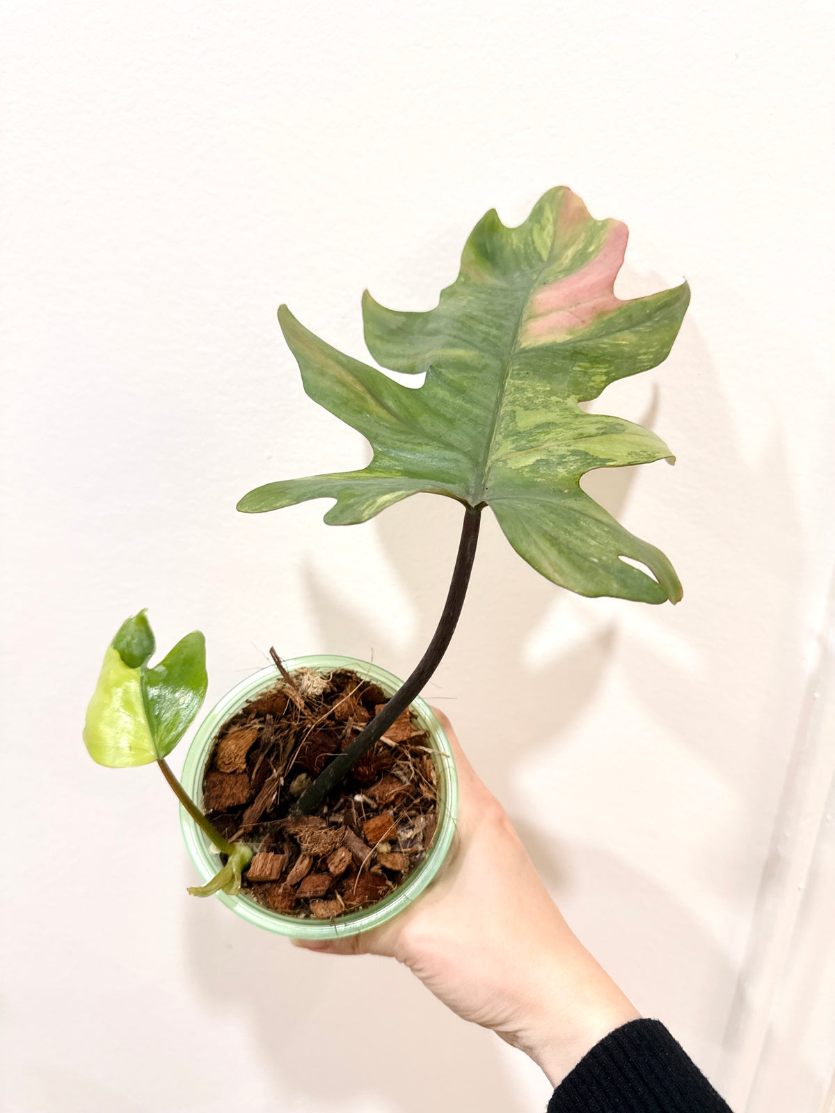 Philodendron Mayoi