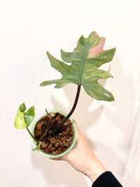 Philodendron Mayoi