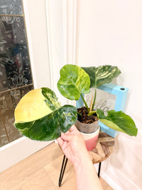 Philodendron White Knight Aurea/Tricolour