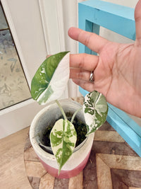 Alocasia Maharani Albo