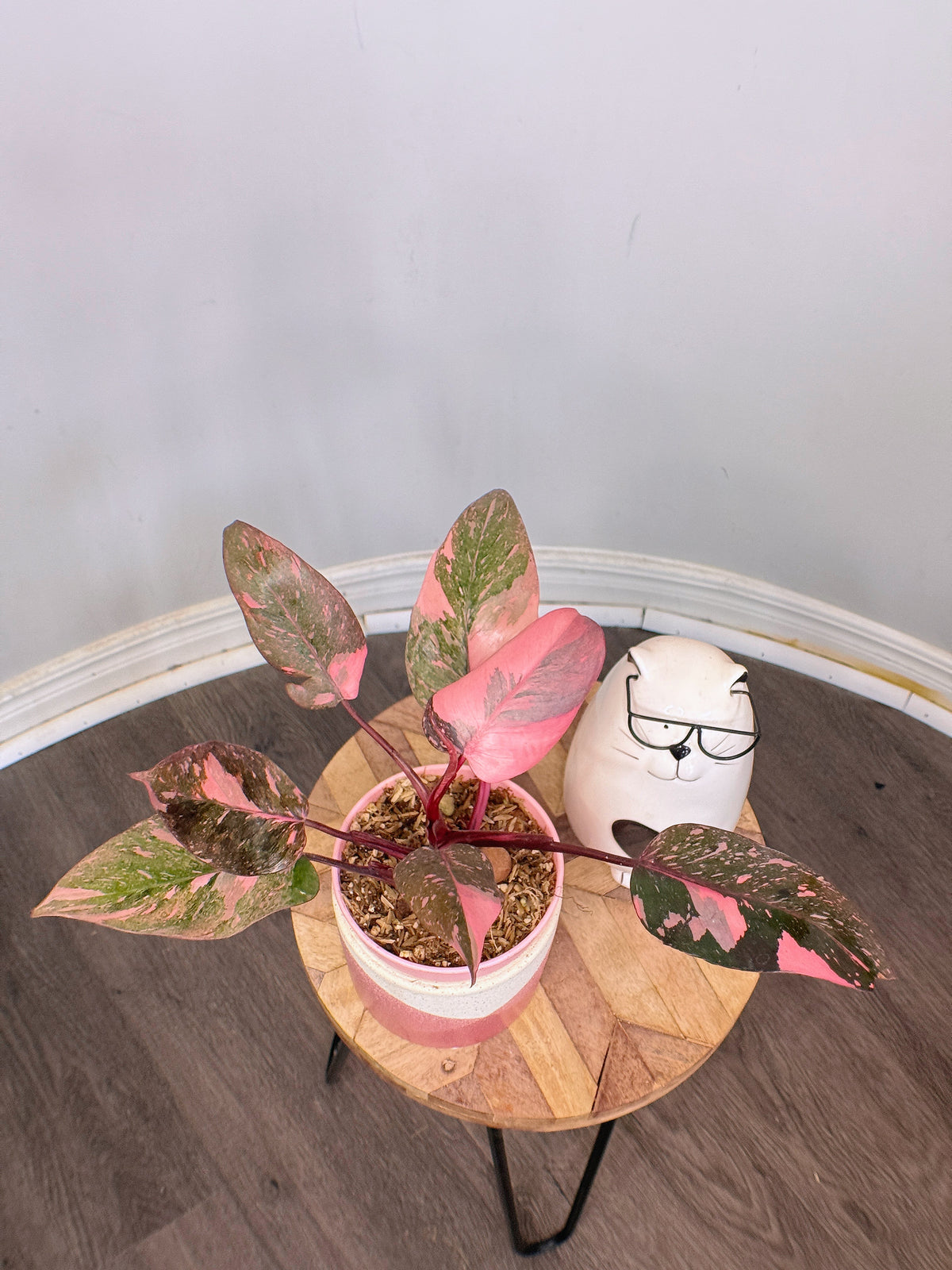 Philodendron Pink Princess Galaxy