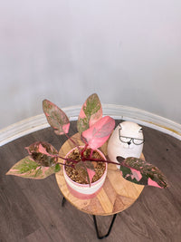 Philodendron Pink Princess Galaxy