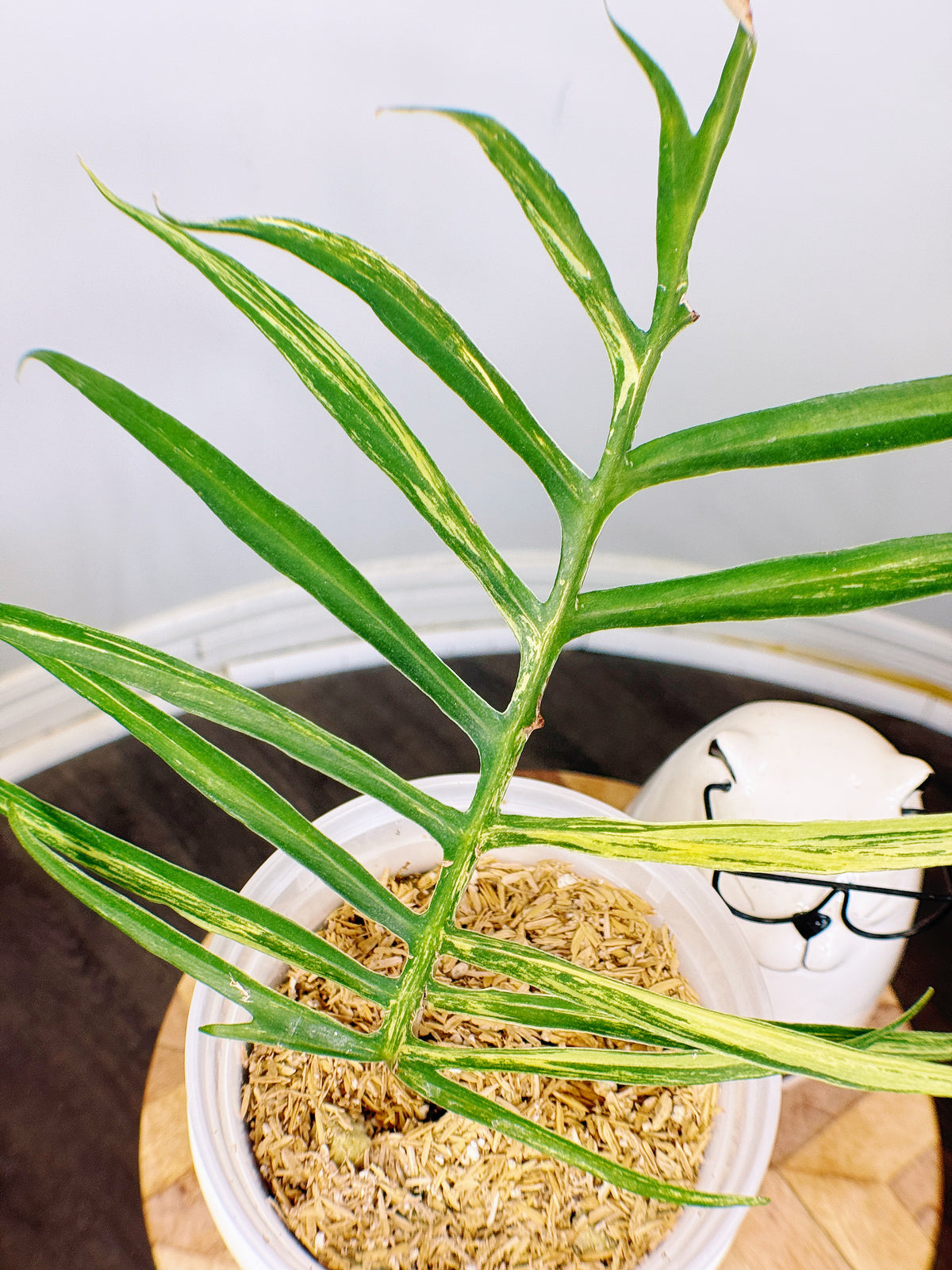 Philodendron Tortum Variegated