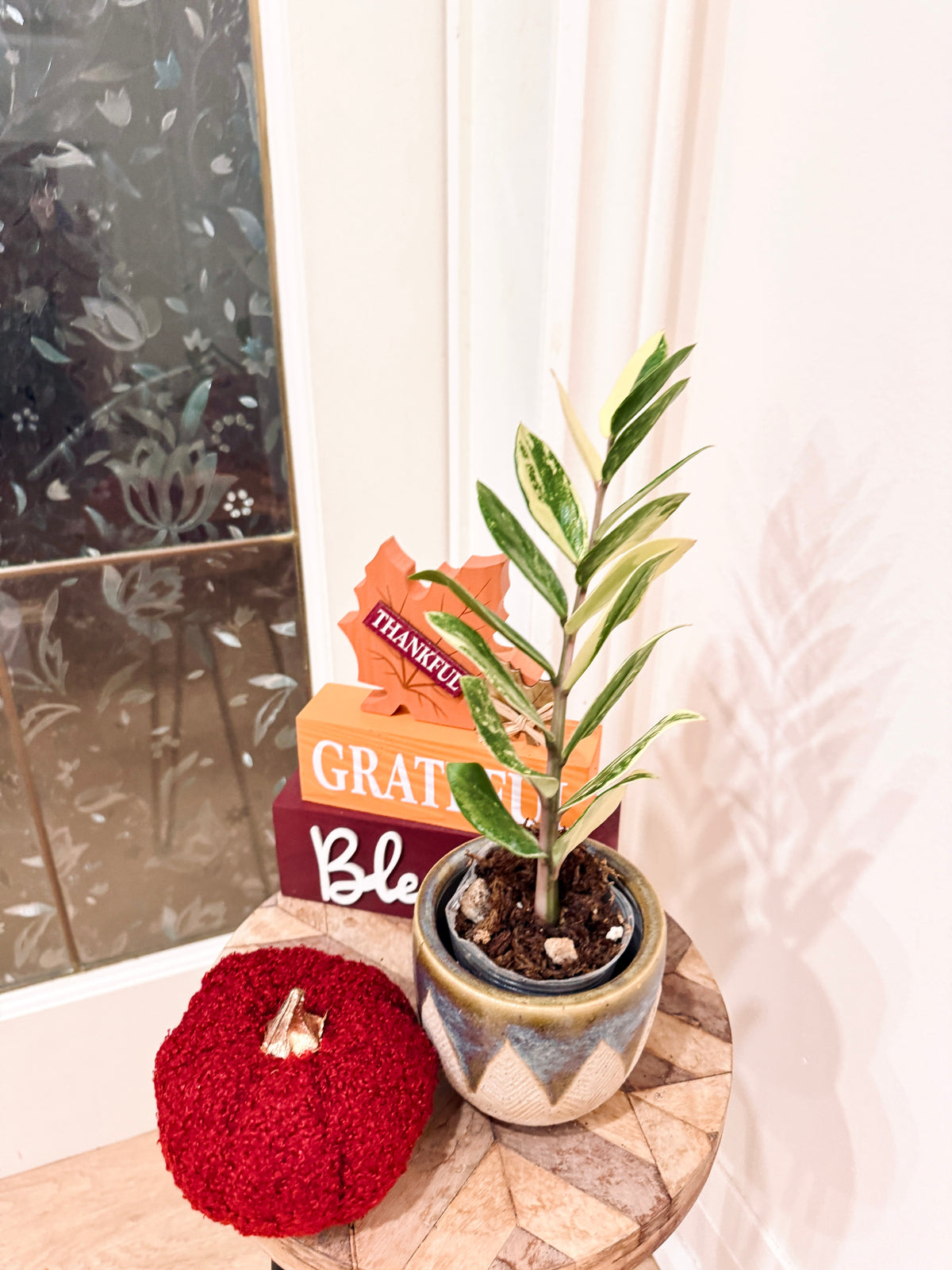 ZZPlant Aurea