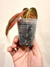 Philodendron Melanocrysum Orange "Bonfire"