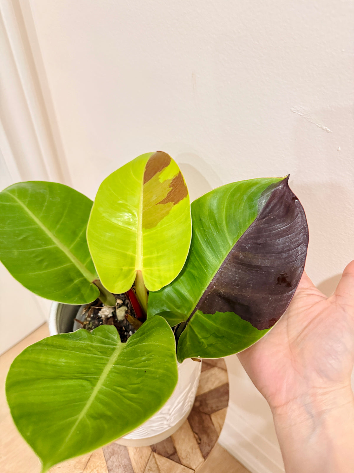 Philodendron Red Moon Variegated