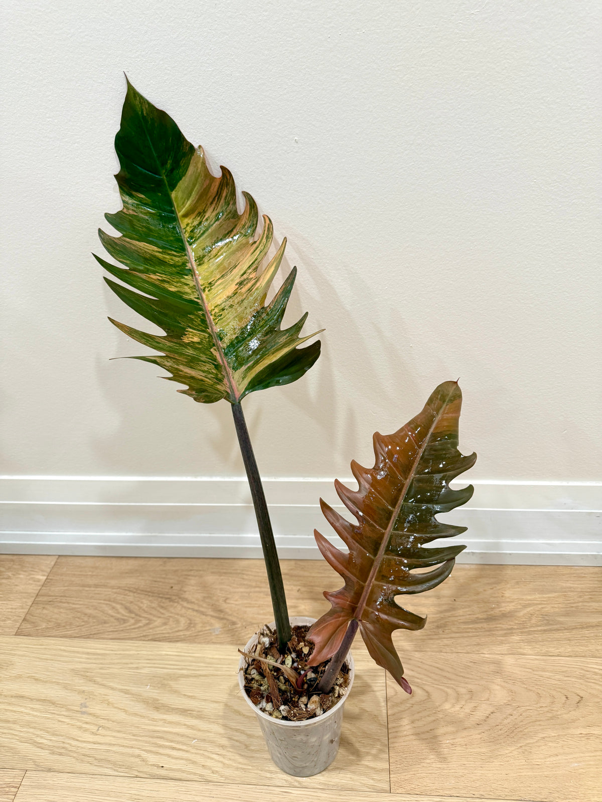 Philodendron Caramel Marble