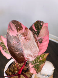 Philodendron Pink Princess Galaxy