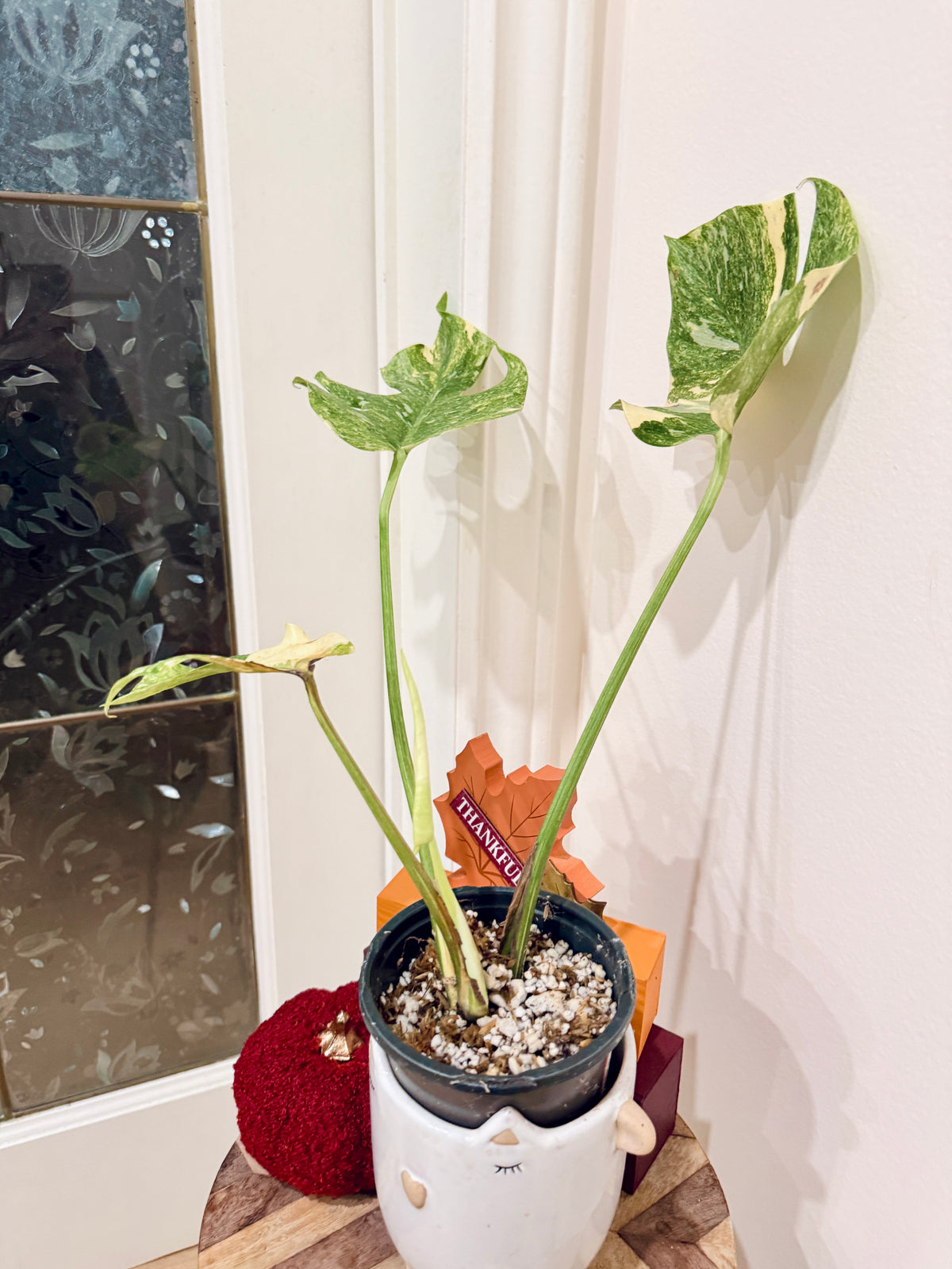 Monstera Legacy Compacta