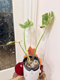 Monstera Legacy Compacta