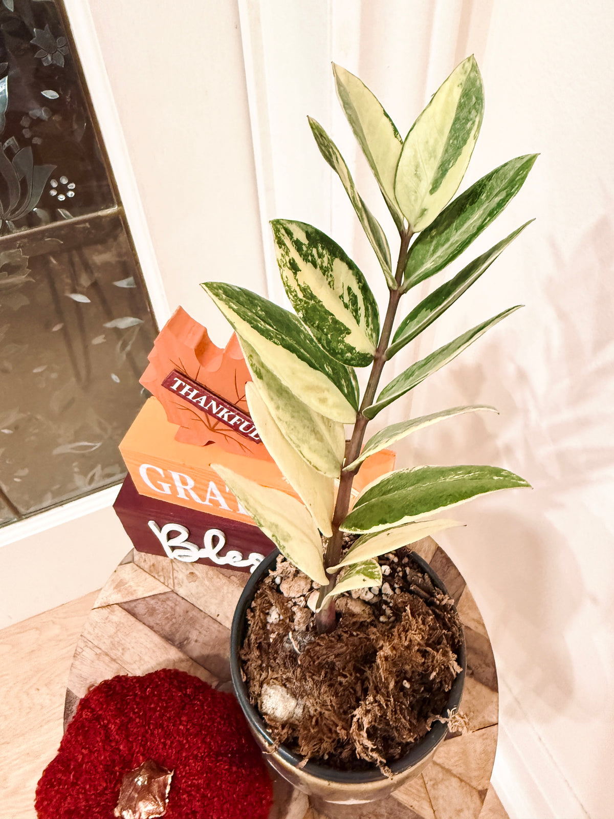 ZZPlant Aurea