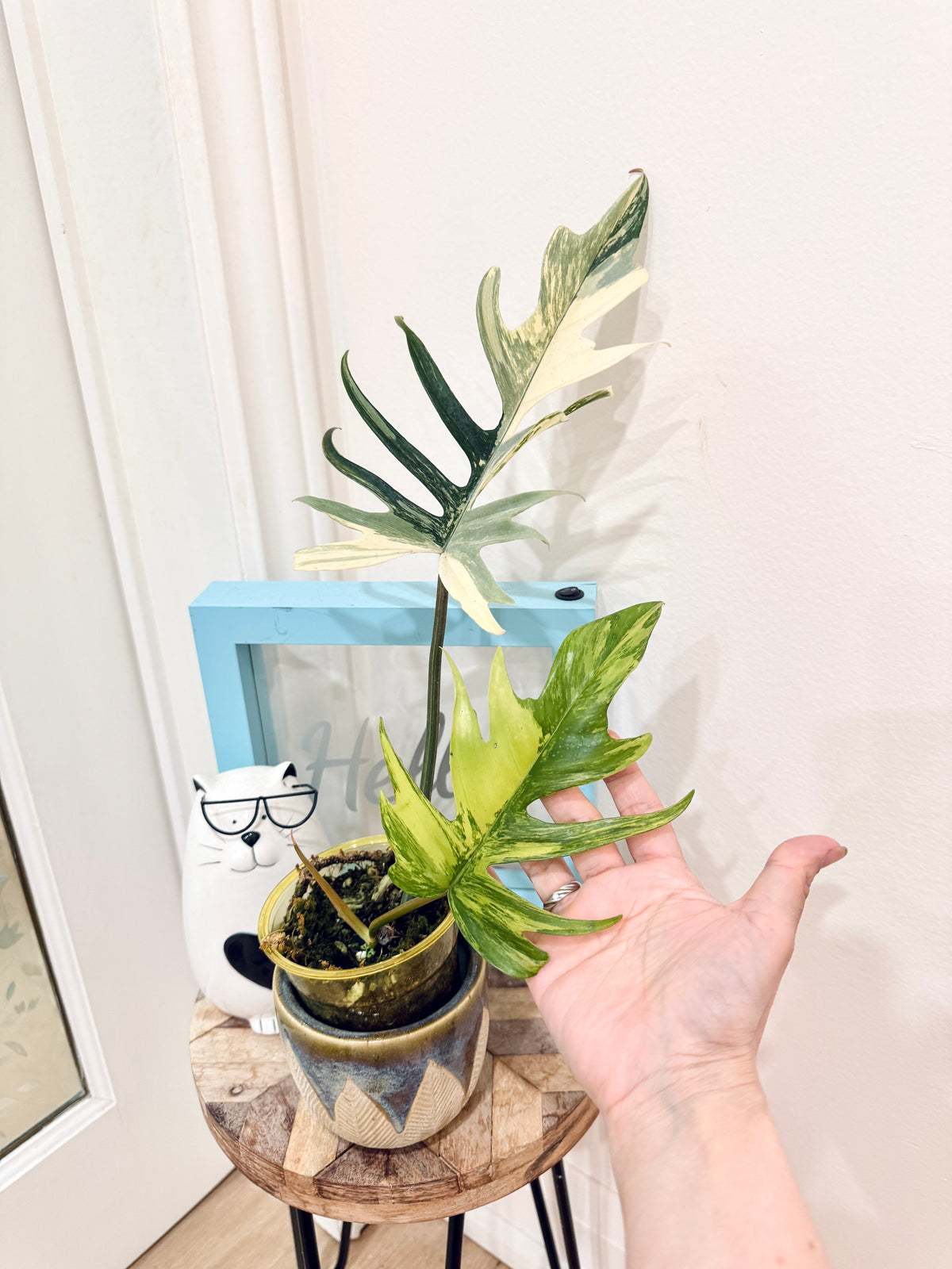 Philodendron Florida x Tortum