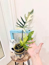 Philodendron Florida x Tortum