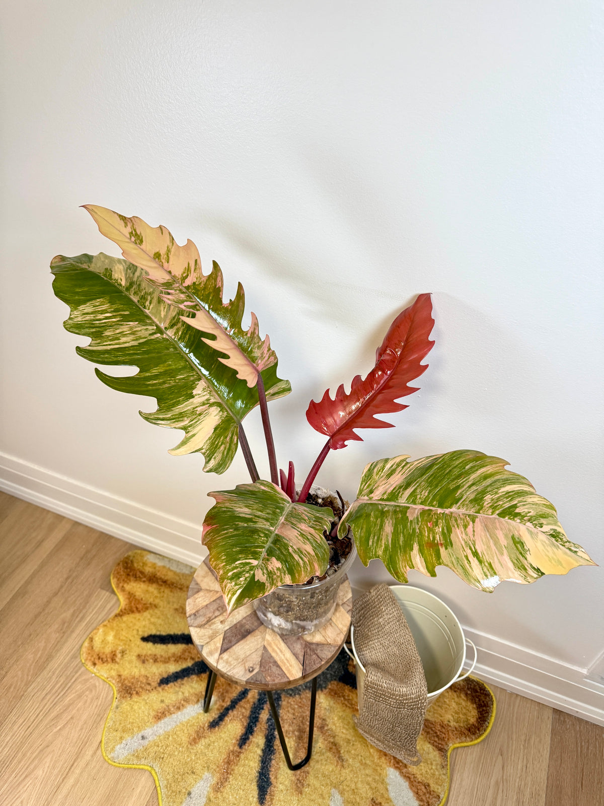Philodendron Caramel Marble