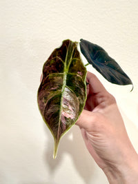 Alocasia Azlanii Pink Variegated