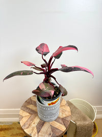 Philodendron Pink Princess Galaxy
