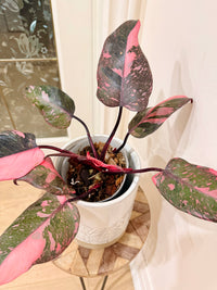 Philodendron Pink Princess Galaxy