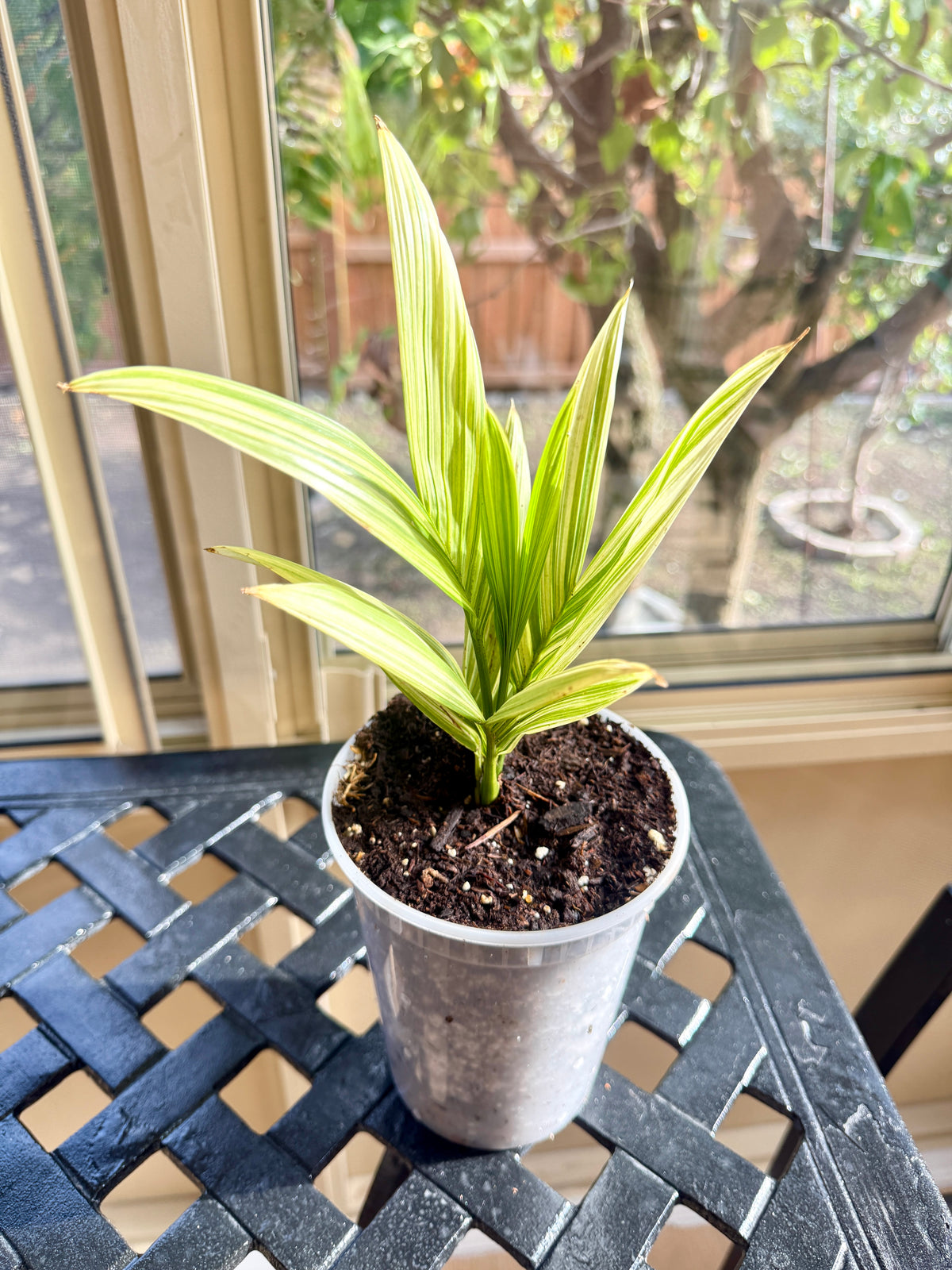 Coconut Palm Variegated