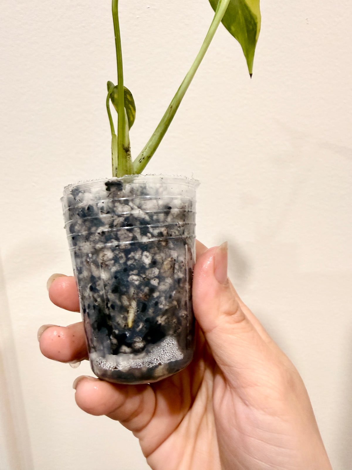 Monstera Electrolyte