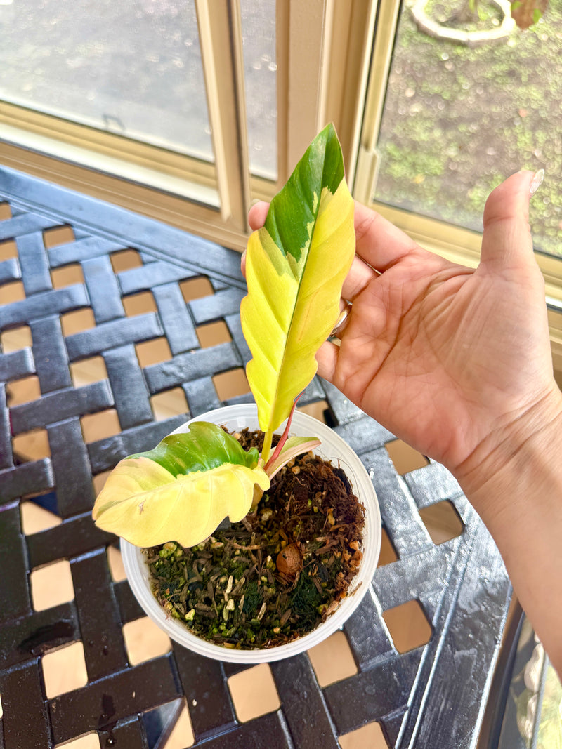 Philodendron Caramel Marble