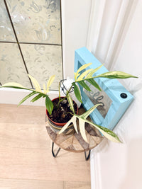 PHILODENDRON FLORIDA BEAUTY × POLYPODIOIDES VARIEGATED