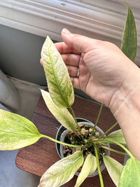 Anthurium Vittarifolium Variegated