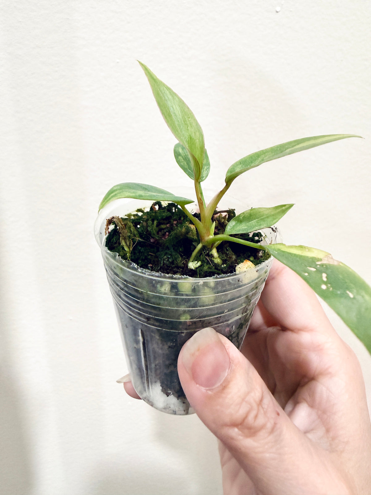Philodendron Atabapoense Pink Variegated