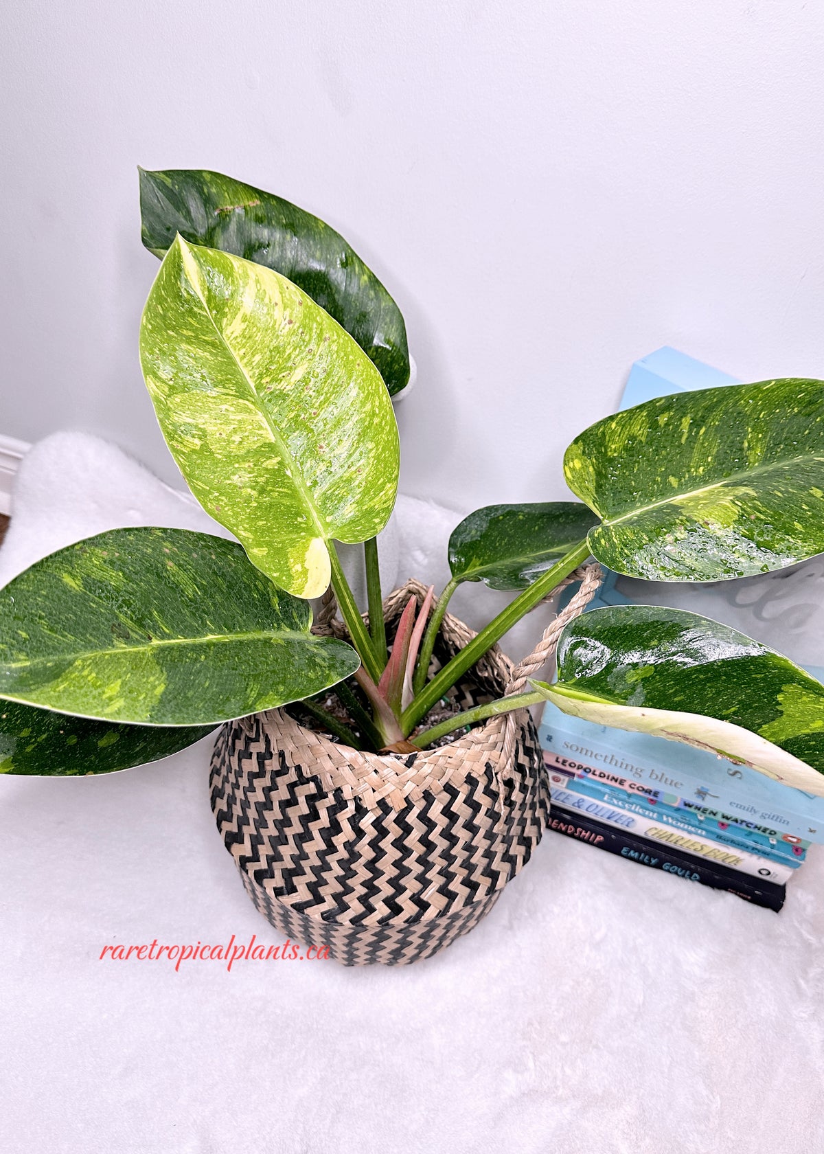 Philodendron Green Congo Nuclear