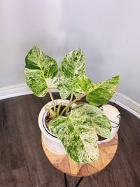 Philodendron Emerald Ice