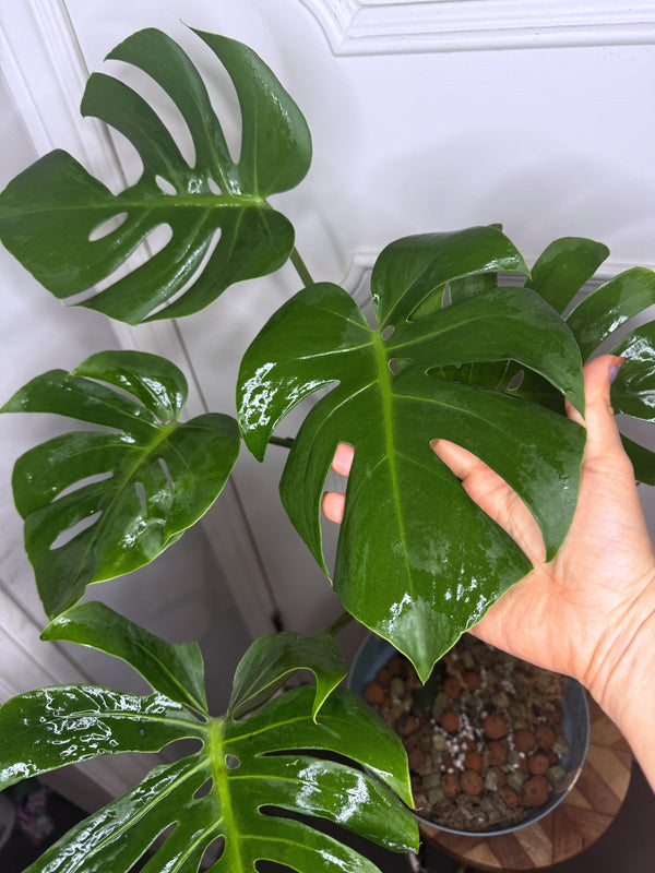 Monstera Compacta Big size