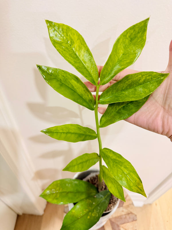 Giant ZZPlant Aurea