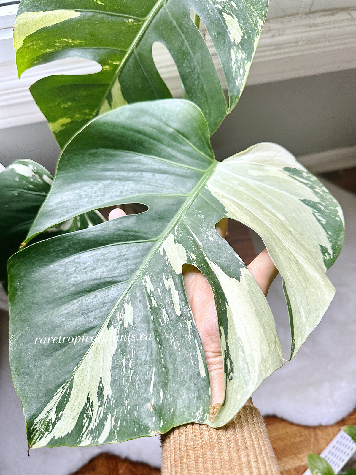 Monstera Mint 3 leaves XL